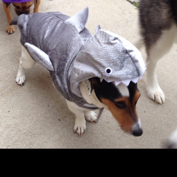 Meijer | Shark Dog Costume | medium - Picture 2 of 6